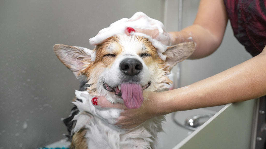 Happy dog with eyes closed and tongue out getting a sudsy bath, with human hands gently washing shampoo into the dog's wet fur in a bathtub
