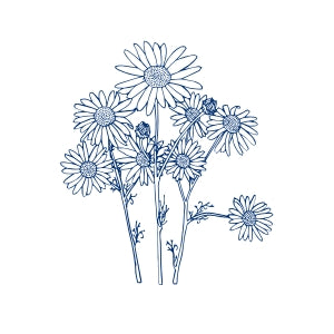 Chamomile for sensitive skin