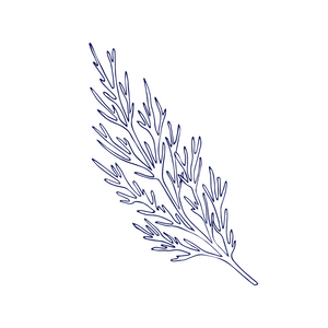 Cypress ingredient