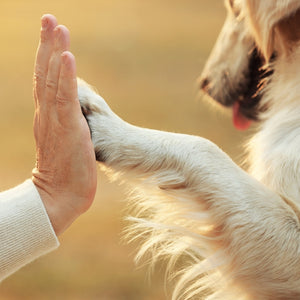 Moisturising Paw Balm