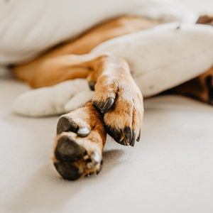 Protective Paw Balm