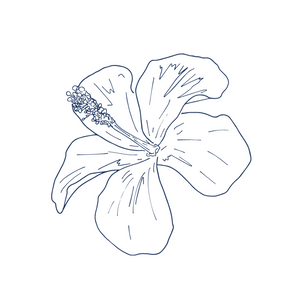 Hibiscus extract ingredient in Lavender Pillow Spray