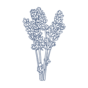 Lavender ingredient for natural soothing