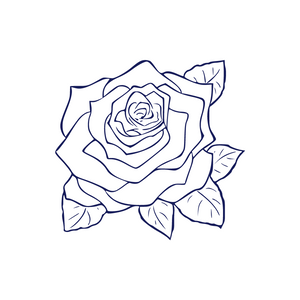 Rose Geranium ingredient