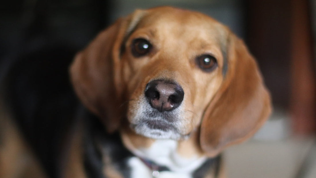 How Do You Treat Dry or Cracked Dog Nose?