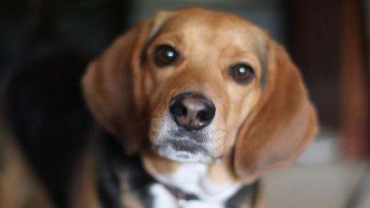 How Do You Treat Dry or Cracked Dog Nose?