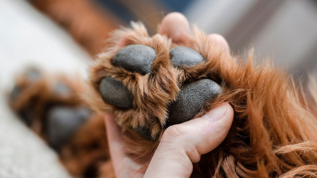 How Do You Treat Dry or Cracked Dog Paws?