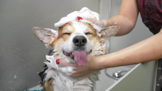 Happy dog with eyes closed and tongue out getting a sudsy bath, with human hands gently washing shampoo into the dog's wet fur in a bathtub
