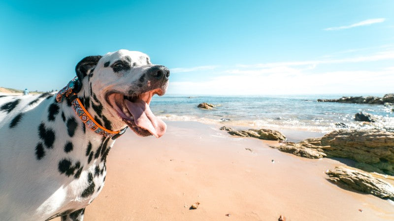 A happy Dalmatian dog with black spots on white fur stands on a sandy beach, tongue hanging out and wearing an orange collar. The dog appears joyful against a backdrop of turquoise ocean water, rocky coastline, and blue sky with white clouds.