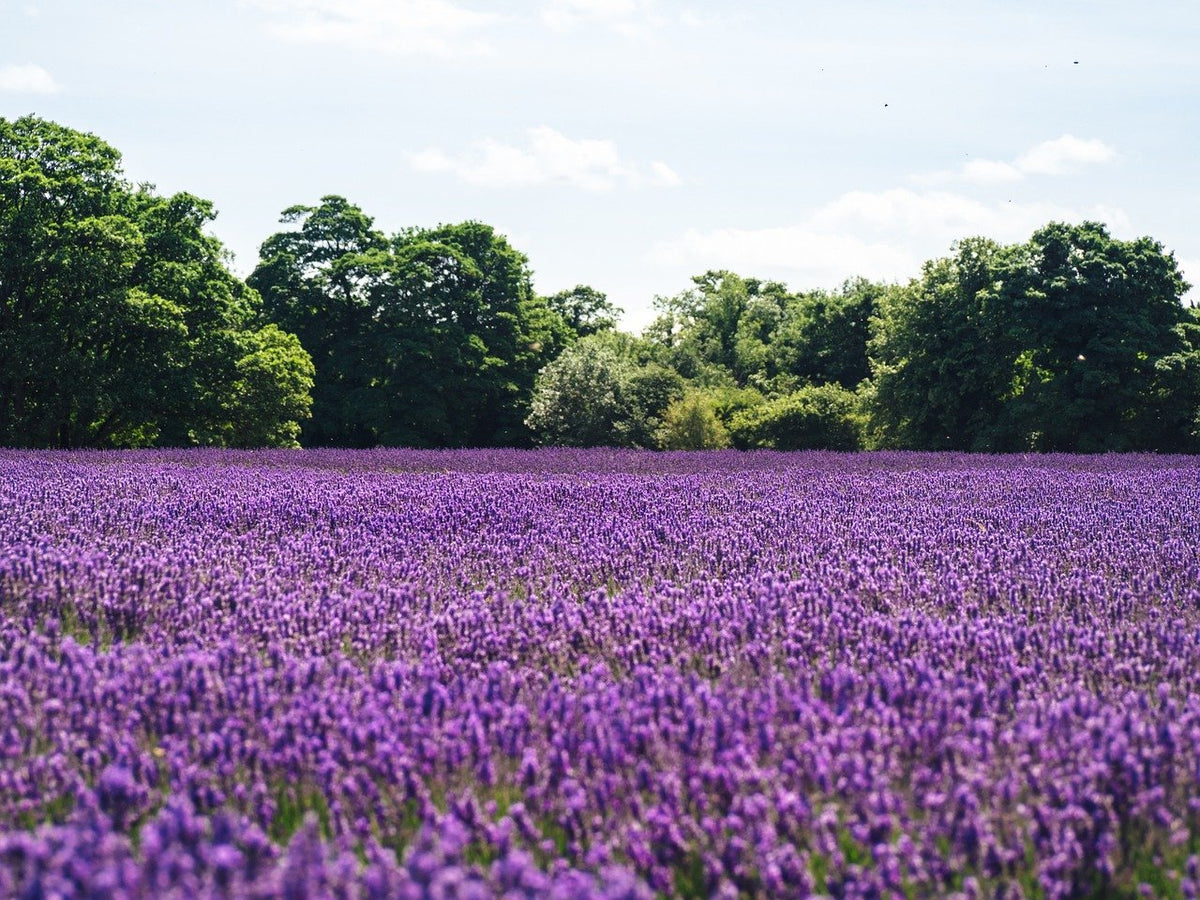 3 Benefits of Lavender Essential Oil