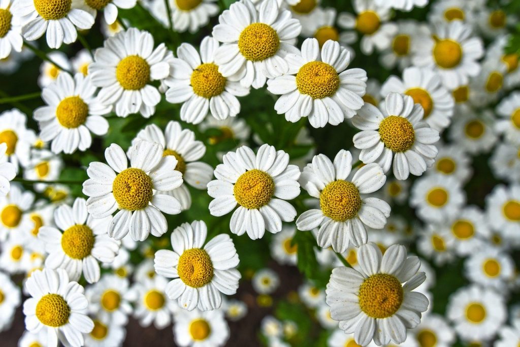 chamomile, flower, plant