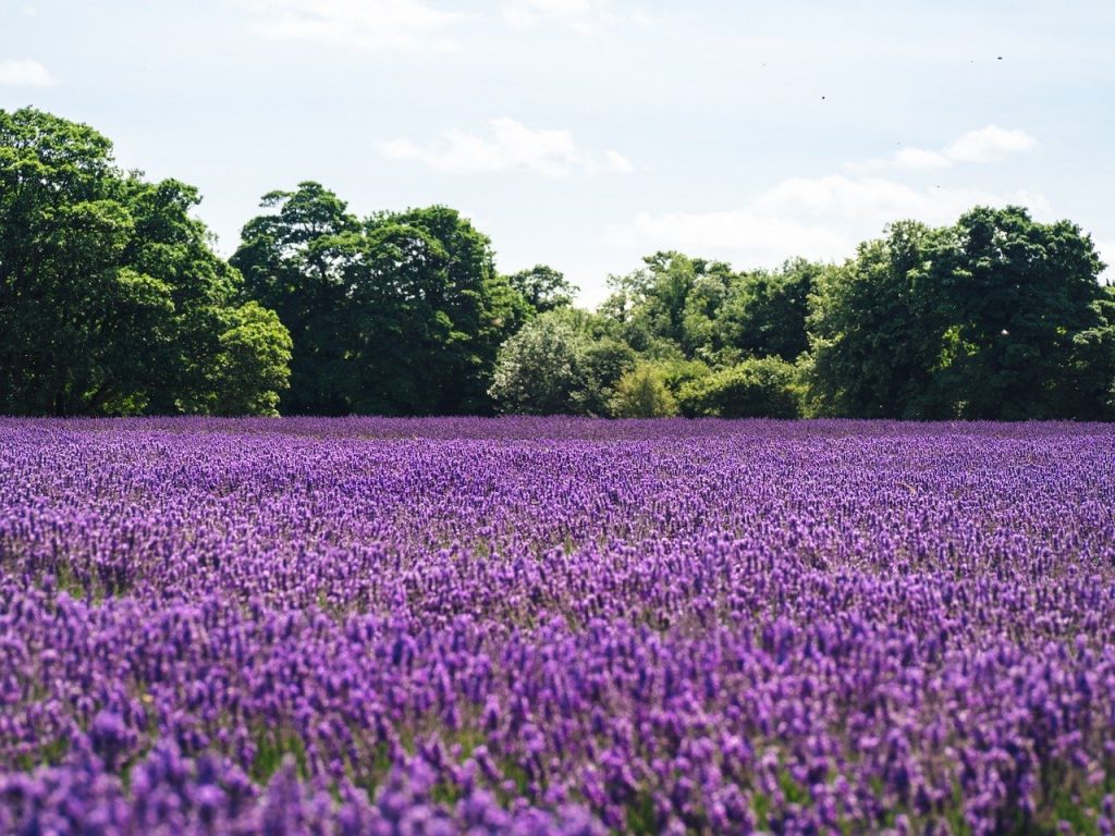 lavender, lilac, field of flowers