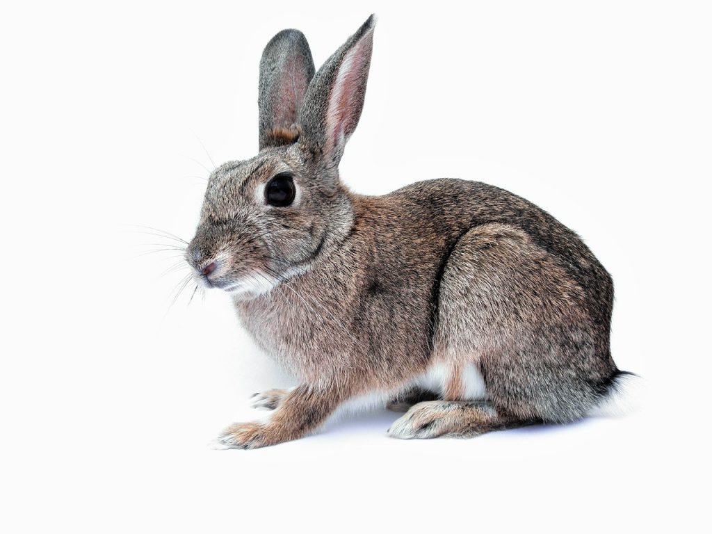 rabbit, bunny, pet