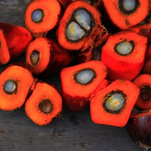 palm oil, oil, palm