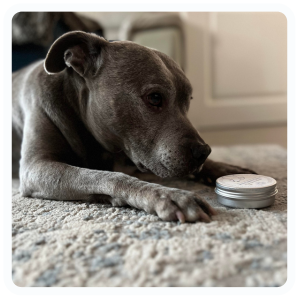 Buster Waiting Patiently for his Rhoose Point Remedies Dog Paw And Nose Balm