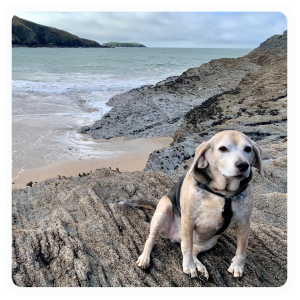 Waiting for a dog walk on a sharp rocky beach