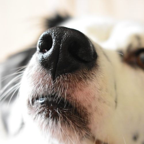 How do you treat a dry or cracked dog nose