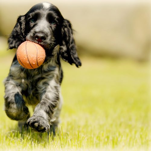 Dog running with an orange ball in the summer time